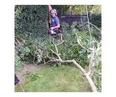 Get Professional Tree Surgery Specialist in Sheffield