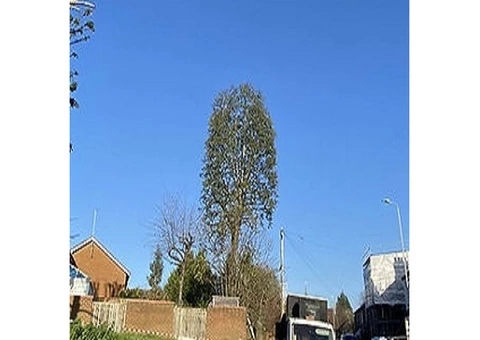 Tree Surgeon North London - 6/6