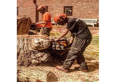Tree Surgeons North London - 2/3