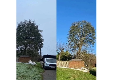 Tree Surgeons North London - 3/3