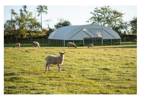 Cheviot Sheep Tunnel | McGregor Agri