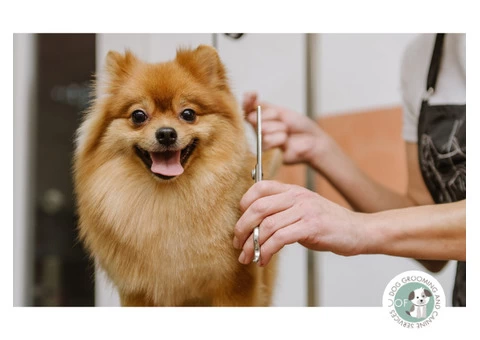 Hire Favorite Dog Groomer in Plymouth - Woof Dog Grooming