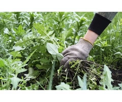 Get rid of all weeds from your yard