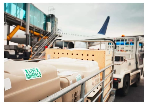 Tornado Express - Your Trusted Courier Services in London
