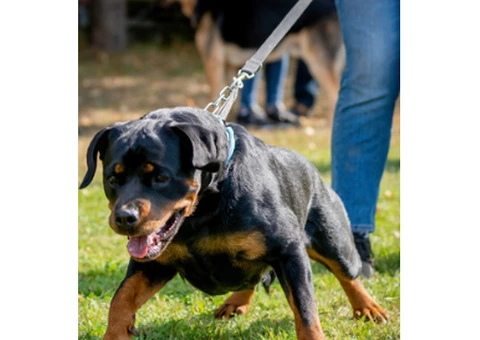 Professional Dog Training in Newton le Willows by Daniel Garrigan