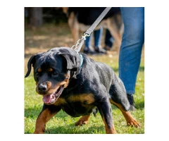 Professional Dog Training in Newton le Willows by Daniel Garrigan