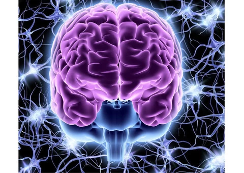 Discover the Power of Brain Change: Enroll in our Neuroplasticity Training!