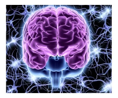 Discover the Power of Brain Change: Enroll in our Neuroplasticity Training!