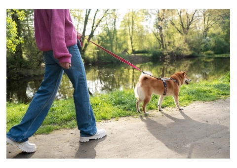Faster Ways To Train A Dog How Long Does It Really Take?