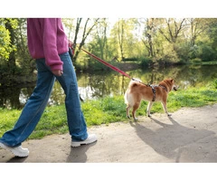 Faster Ways To Train A Dog How Long Does It Really Take?