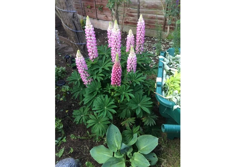 Gardener for gardening needs - 3/5