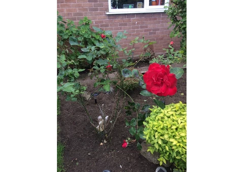 Gardener for gardening needs - 4/5