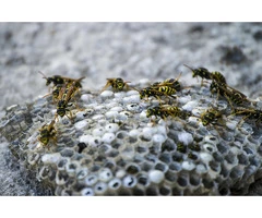 Discover Hassle-Free Wasp Nest Removal in Surrey with The Wasp Guys