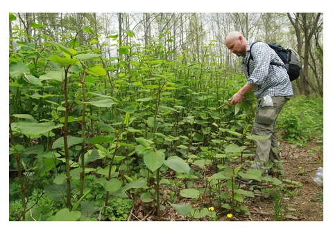 Japanese Knotweed Specialists