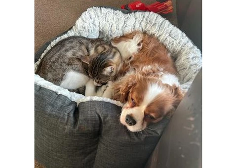DEFRA APPROVED PET MOVING SERVICE FOR DOGS AND CATS - 5/11
