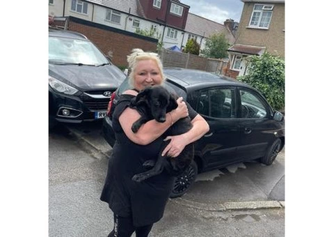 DEFRA APPROVED PET MOVING SERVICE FOR DOGS AND CATS - 7/11