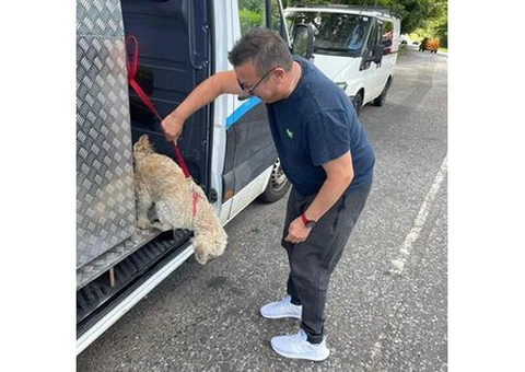 DEFRA APPROVED PET MOVING SERVICE FOR DOGS AND CATS - 8/11