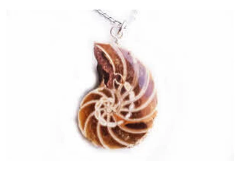 Ammonite fossils: a window into Earth's ancient past - 4/4