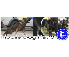 Dog Handler Security Guards in Midlands
