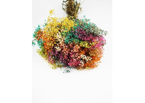 Wholesale Dried Gypsophila - Vibrant Orange Bunches in the UK!