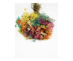 Wholesale Dried Gypsophila - Vibrant Orange Bunches in the UK!