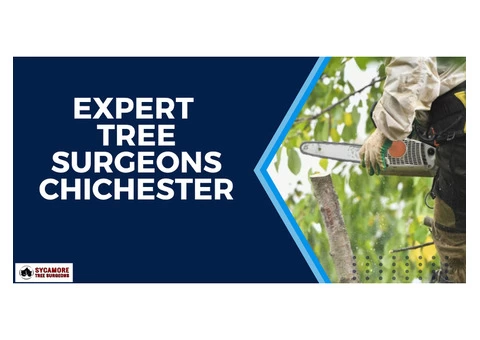 Expert Tree Surgery Consultation in Chichester