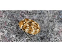 Eco-friendly and Personalised Pest Control Services