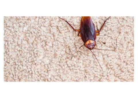 Eco-friendly and Personalised Pest Control Services - 2/4