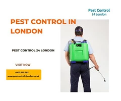 The Best Pest Control in London: Quick, Reliable, and Affordable