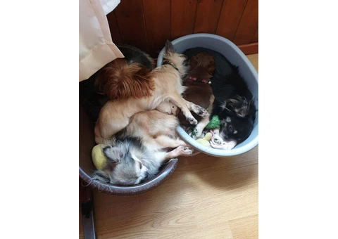 Small breed toy dog sitter House cat sitter walker North Wales