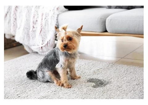 Best Carpet Cleaners - 1/9