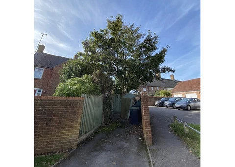 Tree Surgery Services in Dorset