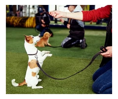 Unleash Your Dog's Potential with Daniel Garrigan Dog Training