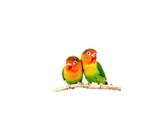 Find Your Feathered Soulmate - Blackpool Parrot Rescue