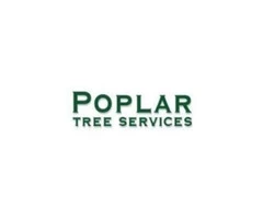 Arborist and tree surgeon in Breaston