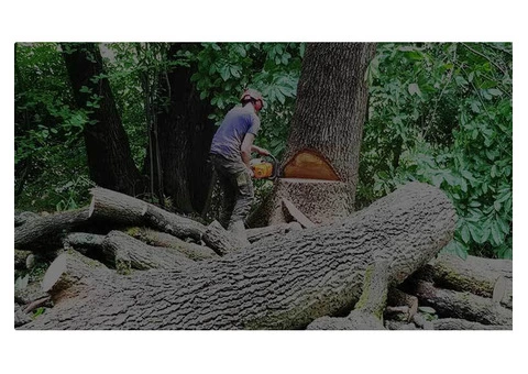 Hire Tree Surgeon Excellence for Your Landscape in Dorking