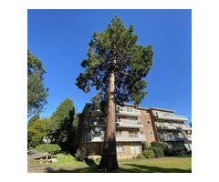 Weymouth Tree Surgeons