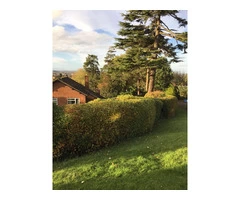 Tree Surgeon Cheltenham |A Local, Friendly Service That Specialises In Tree Surgery