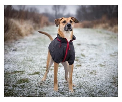 Luxurious Rizzo Dog Winter Coat