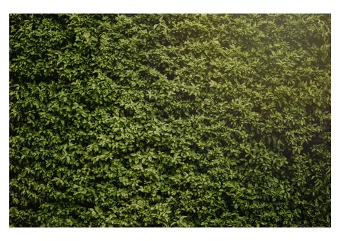 Hedge Cutting Specialist in County Durham