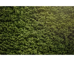 Hedge Cutting Specialist in County Durham