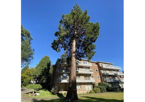 Tree Surgeon Services In Weymouth
