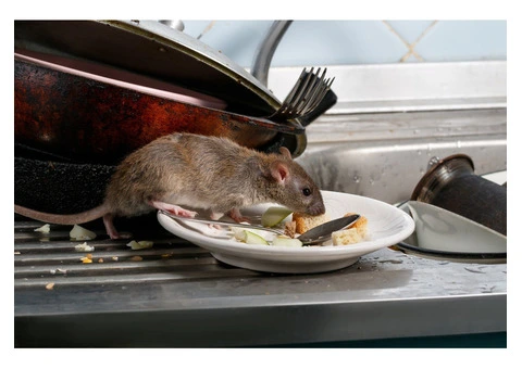 Pest Problems Plaguing Your Carlisle Paradise? Say "Pest Be Gone!" with Surekil Pest Control!