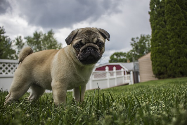 Pug Puppy