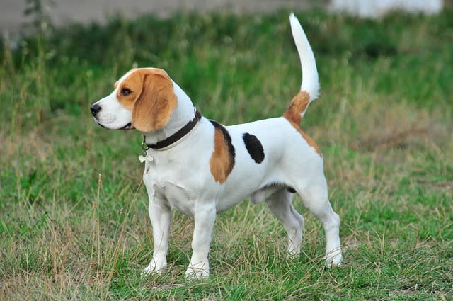 Beagle Dogs