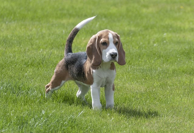 Beagle Puppy