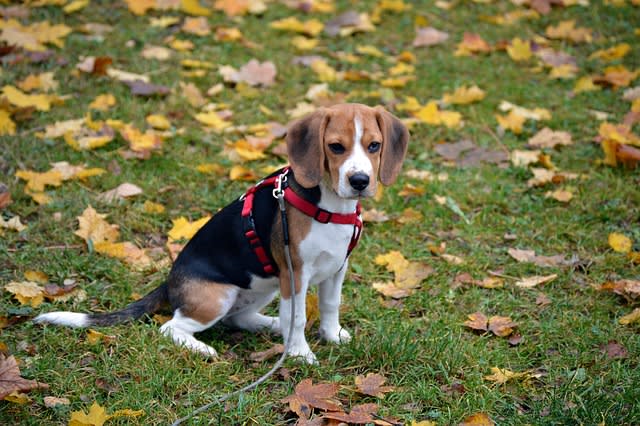 Beagle Pet