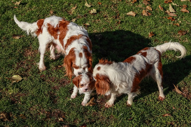 Cavalier King Charles Spaniel