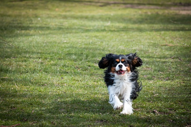 Spaniel