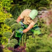 Rotherham Tree Services